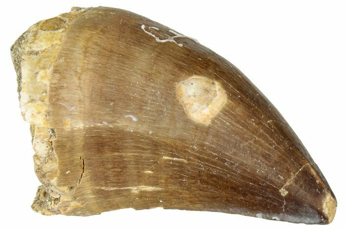 Fossil Mosasaur (Prognathodon) Tooth - Morocco #322699